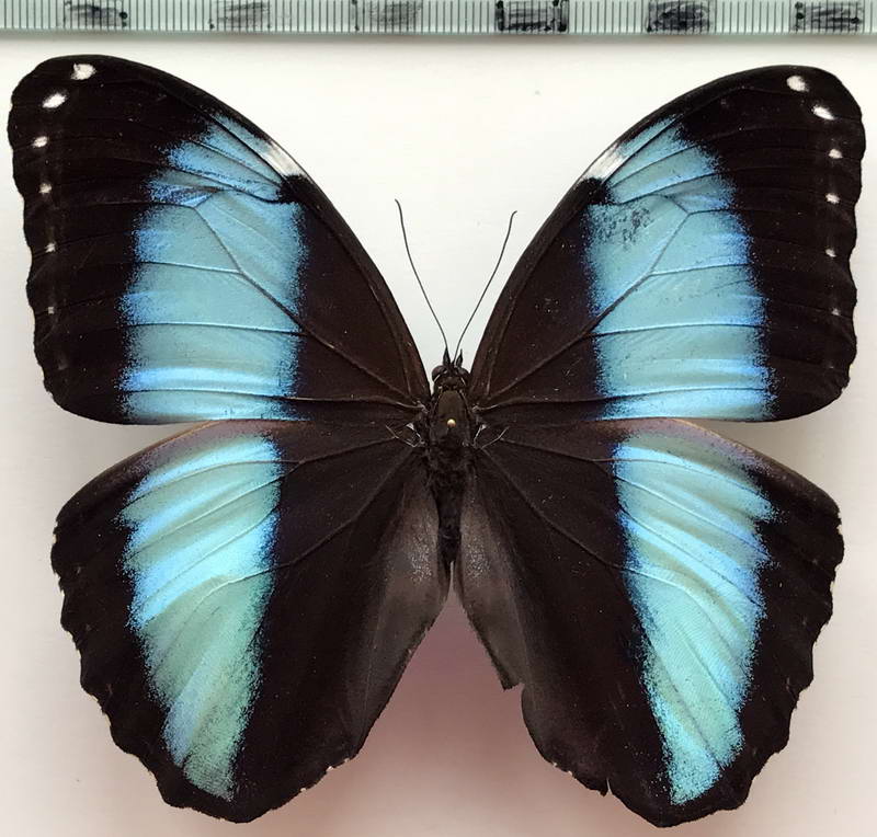  Morpho helenor theodorus mâle 