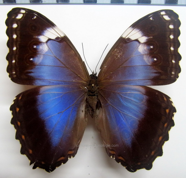    Morpho helenor violaceus  femelle     Fruhstorfer, 1912                        