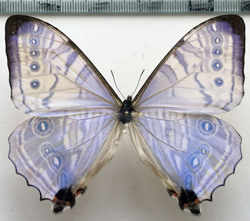  Morpho lympharis  mâle   A. Butler, 1873 