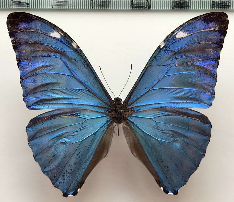  Morpho marcus mâle  (Schaller, 1785)