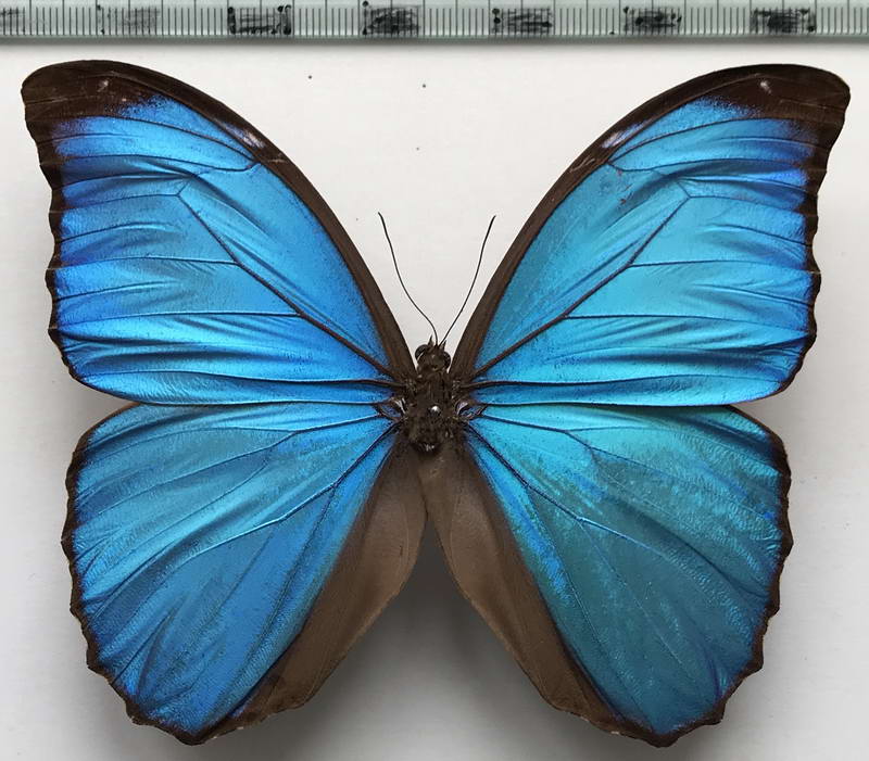   Morpho menelaus menelaus mâle  (Linnaeus, 1758)