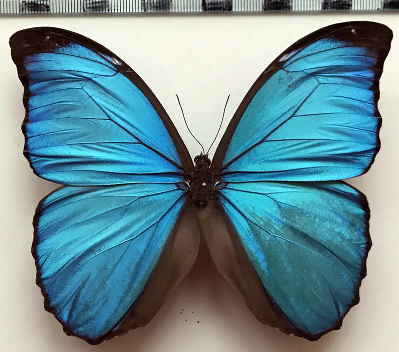    Morpho menelaus menelaus mâle  (Linnaeus, 1758)