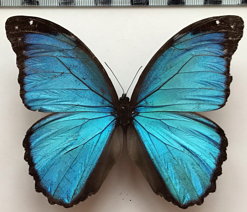  Morpho menelaus occidentalis  mâle    C. Felder & R. Felder, 1862