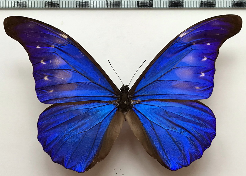  Morpho rethenor cacica mâle 