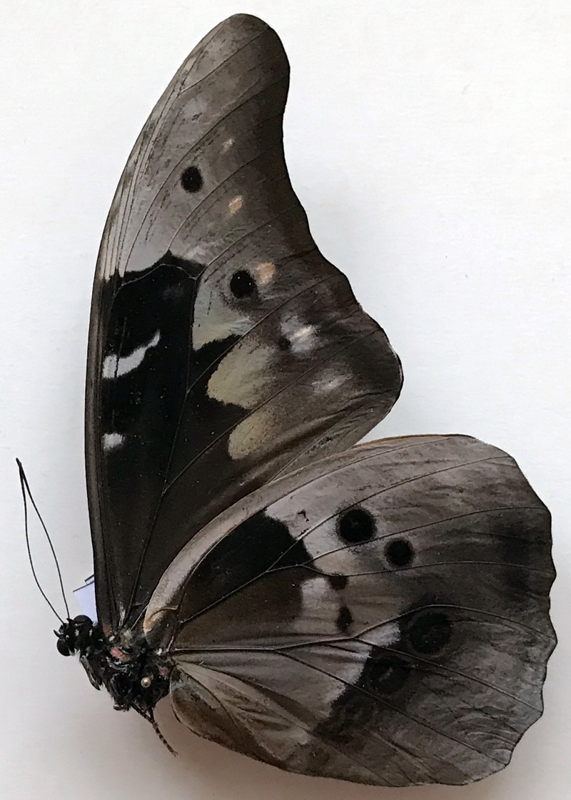   Morpho rethenor cacica mâle 