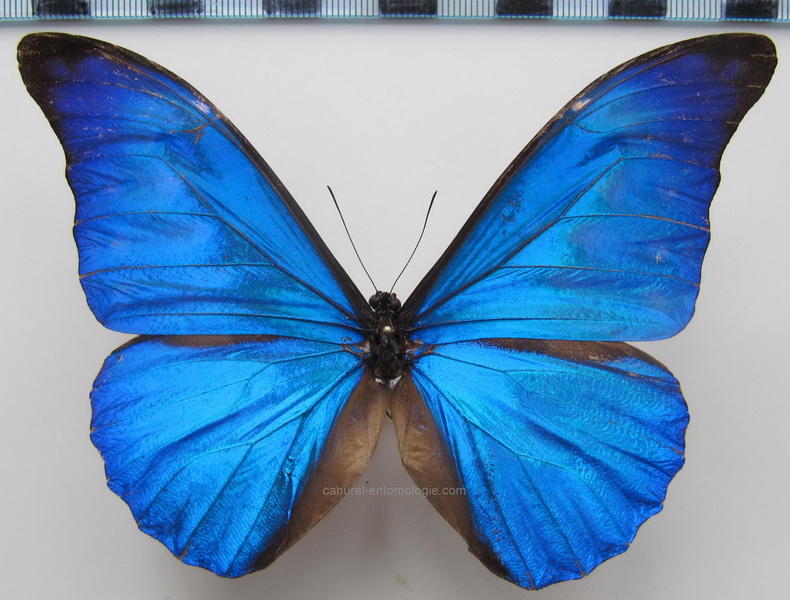      Morpho rethenor eusebes mâle                          