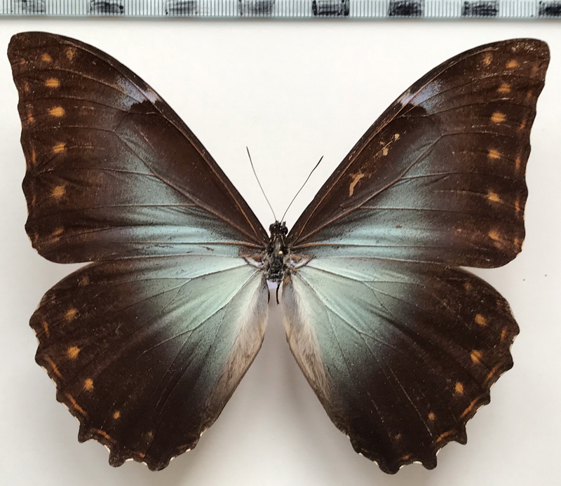  Morpho telemachus martini mâle