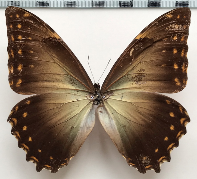  Morpho telemachus penelope mâle