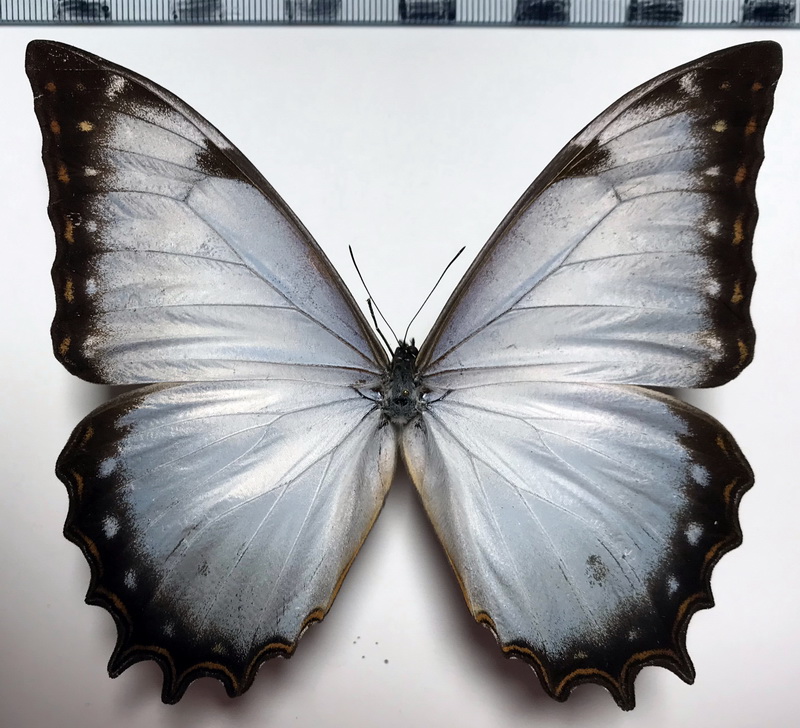  Morpho theseus juturna mâle