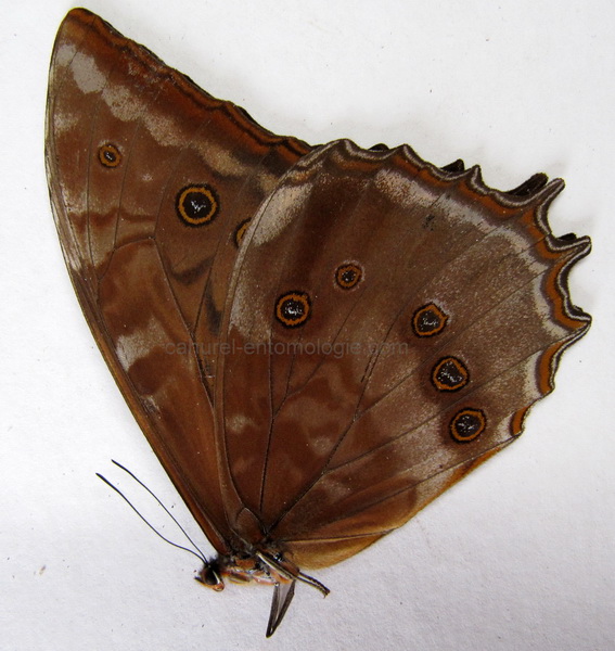       Morpho theseus juturna mâle                          