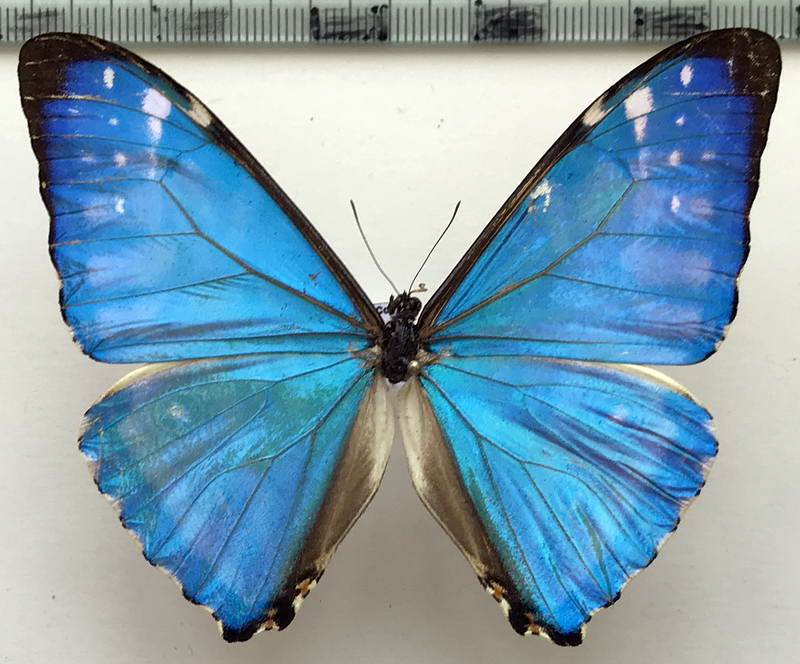  Morpho zephyritis mâle