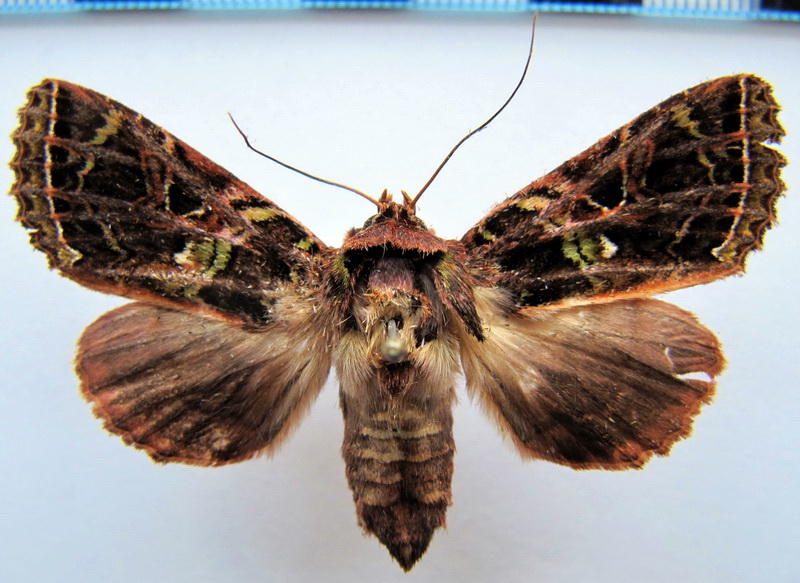        Paratrachea viridipicta mâle Schaus, 1911                        