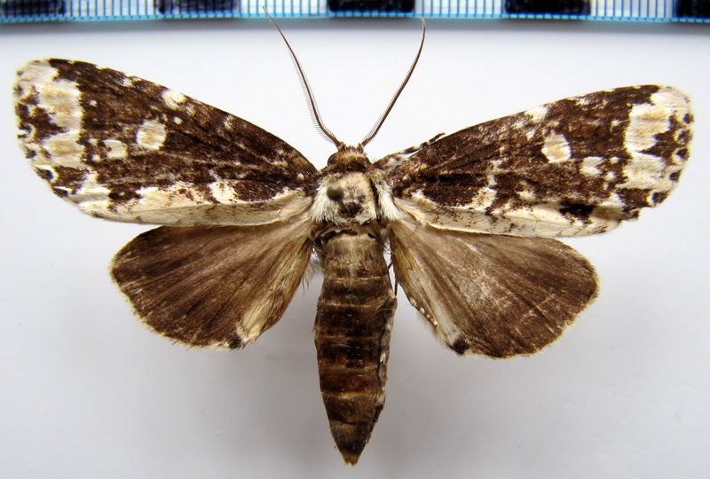 Disphragis aemula Schaus, 1905 femelle                               