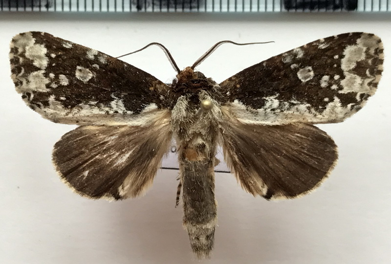 Disphragis aemula Schaus, 1905 mâle