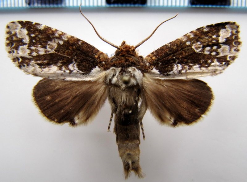 Disphragis aemula Schaus, 1905 mâle                               