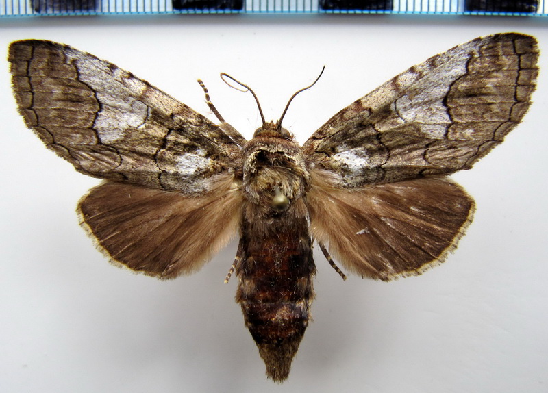 Goodgeria apella    (Schaus, 1901)                            