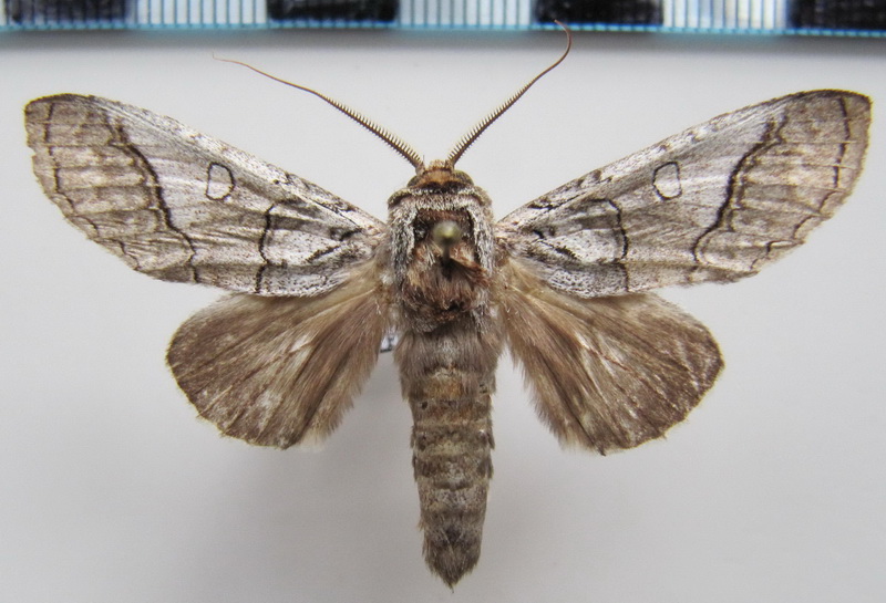  Goodgeria apella    (Schaus, 1901)                                      