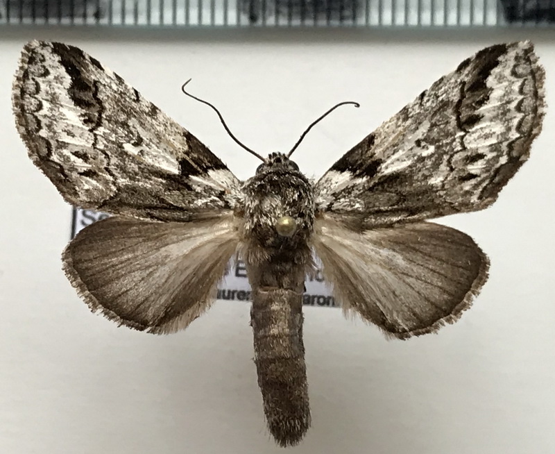 Sericochroa  guianensis  mâle  (Schaus, 1904)     