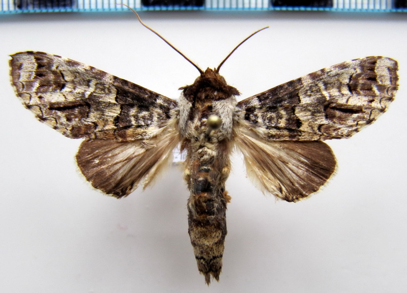 Sericochroa torresi  mâle (Dognin, 1889)                             
