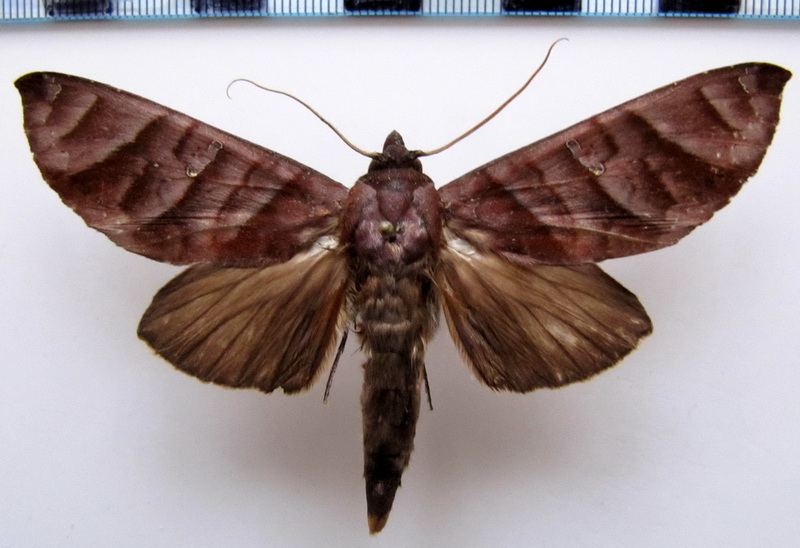 Hapigia nodicornis Guenée, 1852                               