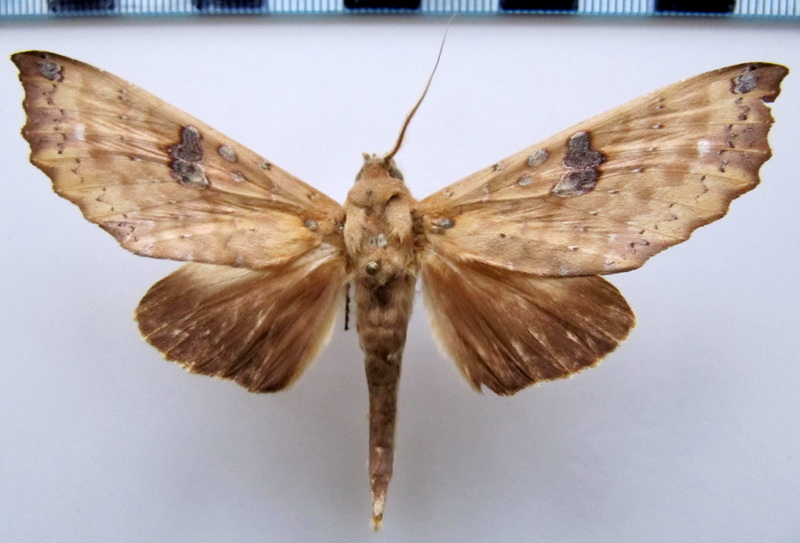 Hapigia smerinthoides (Walker, 1865)                               