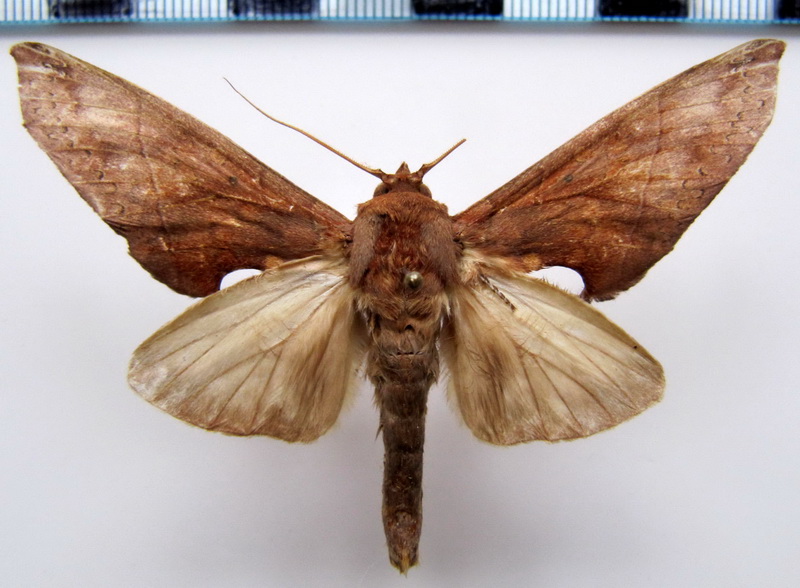 Rhapigia accipiter   (Schaus, 1892)                            
