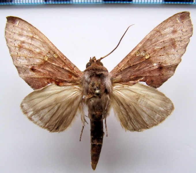 Rhapigia aymara   mâle  (Schaus, 1905)                          