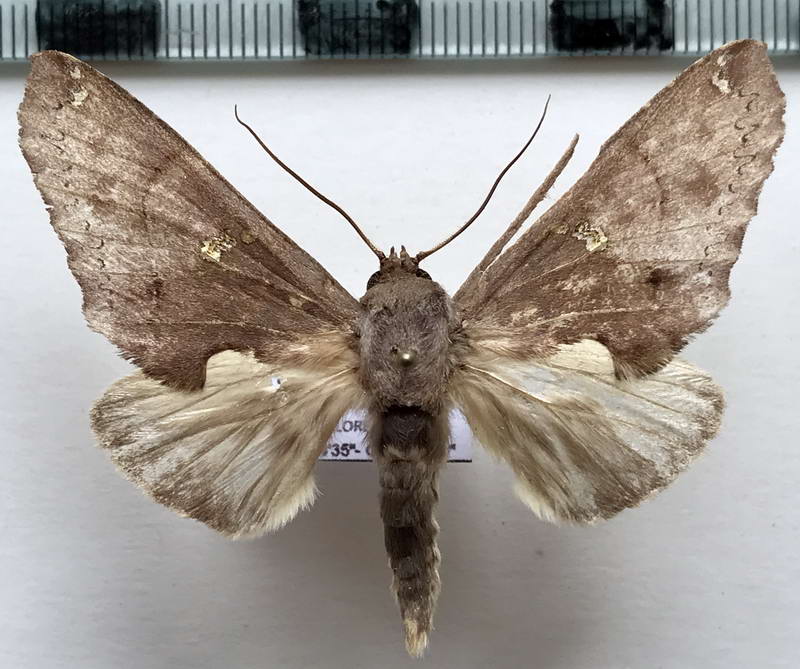 Rhapigia aymara   mâle  (Schaus, 1905) 
