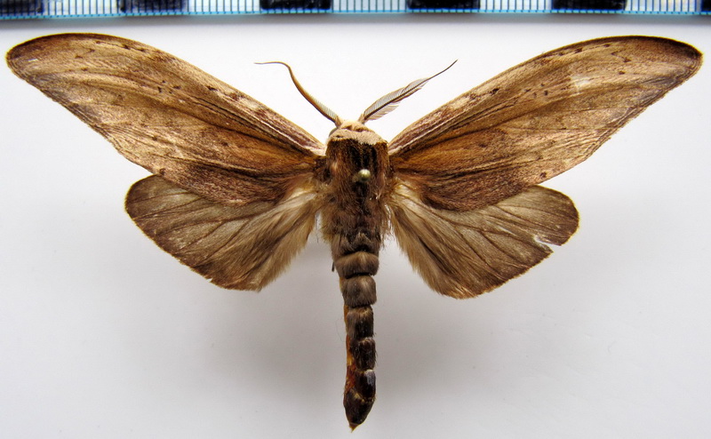 Lirimiris elongata   (Schaus, 1905)                            