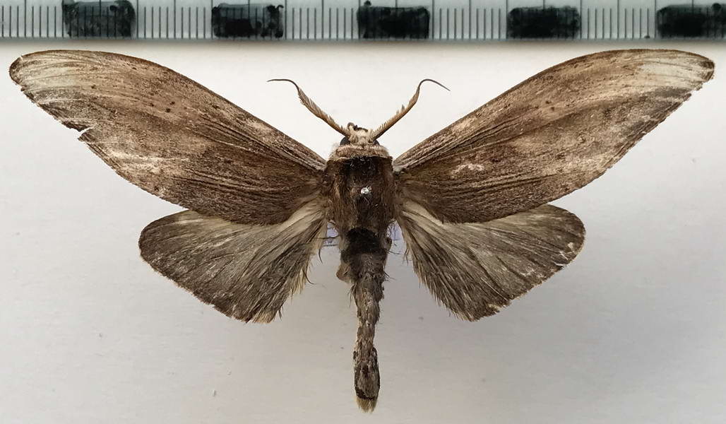  Lirimiris elongata   (Schaus, 1905)    