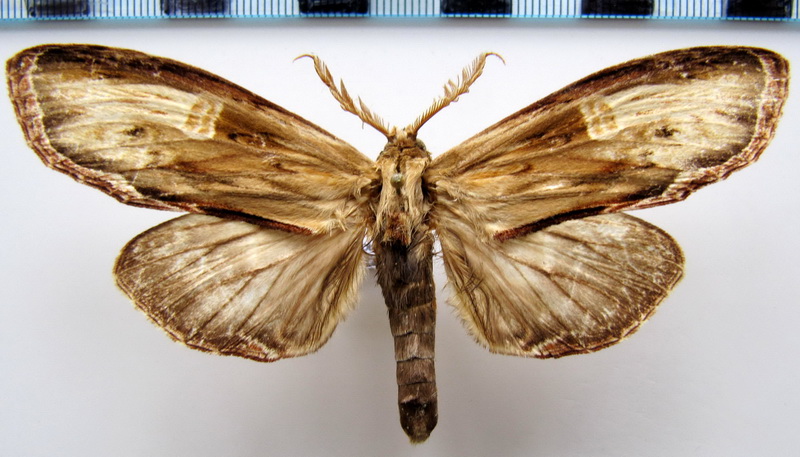   Lirimiris meridionalis    Schaus, 1904    mâle                                
