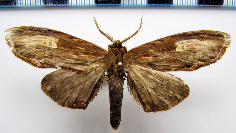  Lirimiris meridionalis    Schaus, 1904   mâle                       