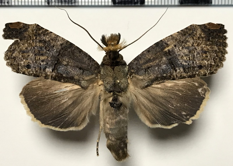 Bardaxima molossus mâle    Rothschild, 1917 
