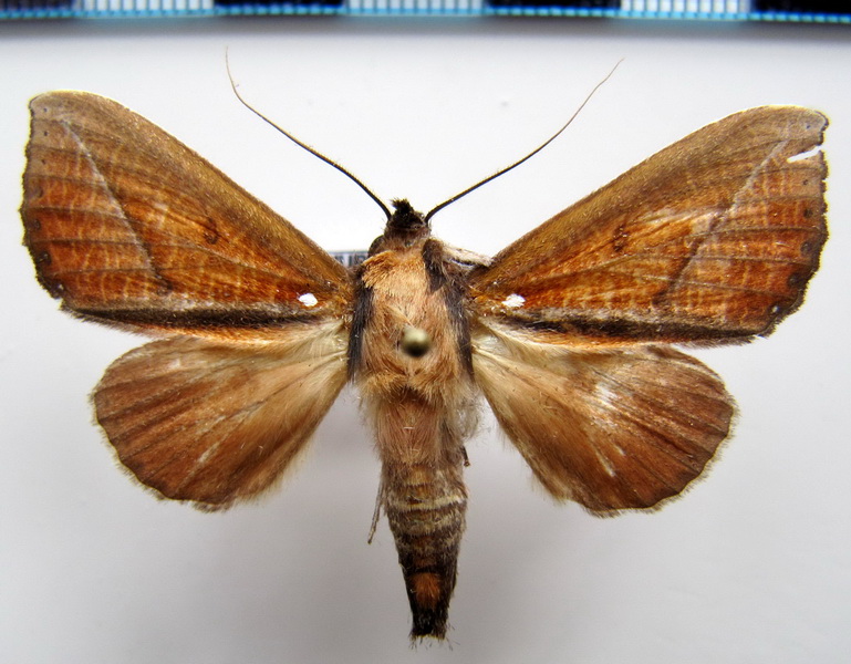    Strophocerus  albonotata   Druce, 1909                                  