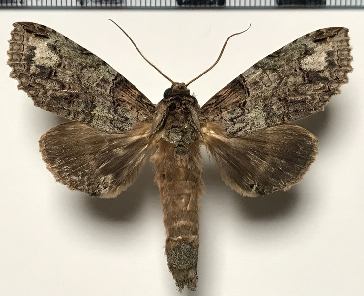  Rifargia  mistura  mâle  (Schaus, 1905)      