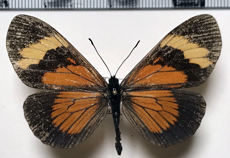  Actinote negra negra femelle (C. Felder & R. Felder, 1862) 