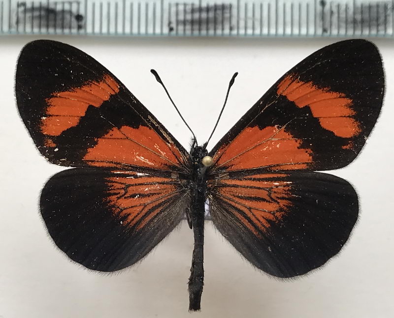   Actinote negra negra mâle (C. Felder & R. Felder, 1862)