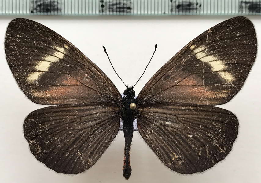  Actinote dicaeus albofasciata femelle  (Hewitson, 1869)