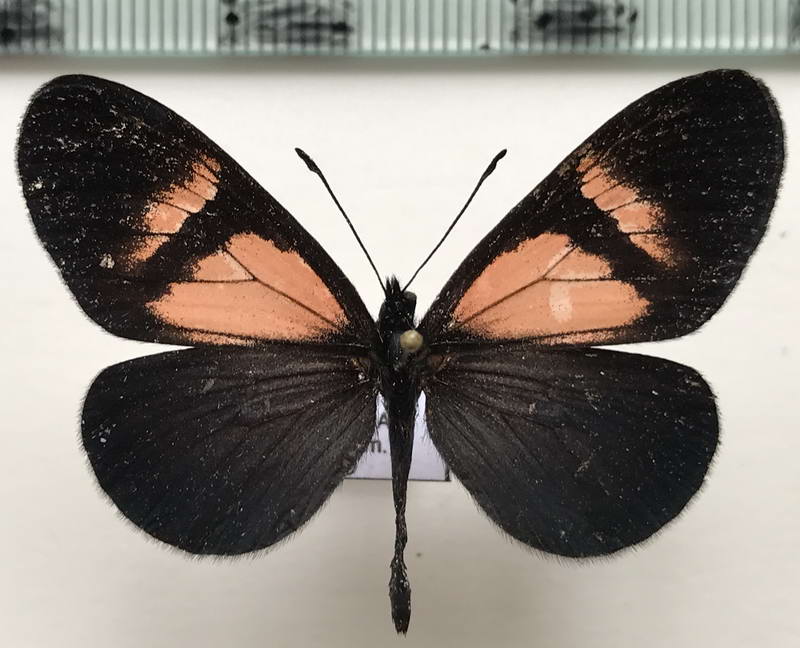  Actinote dicaeus albofasciata  mâle  (Hewitson, 1869) 