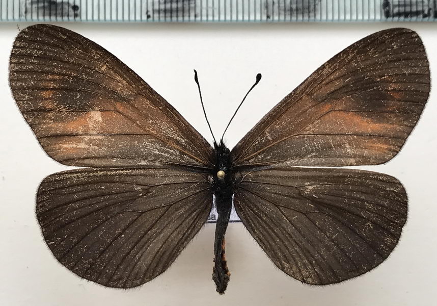  Actinote tenebrosa femelle  (Hewitson, 1868)