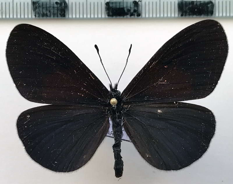   Actinote tenebrosa mâle  (Hewitson, 1868)