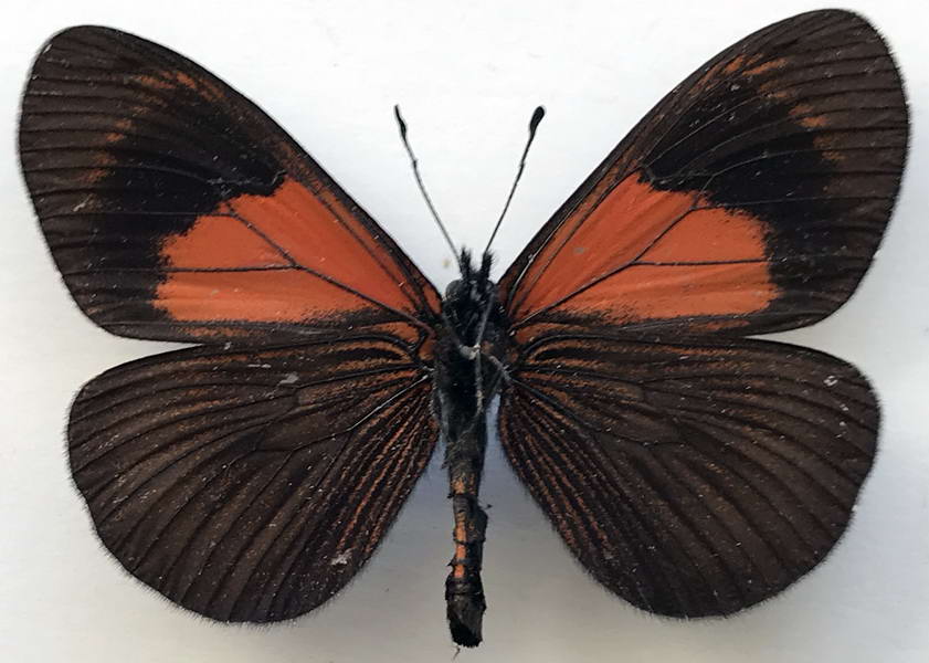    Actinote tenebrosa mâle  (Hewitson, 1868)