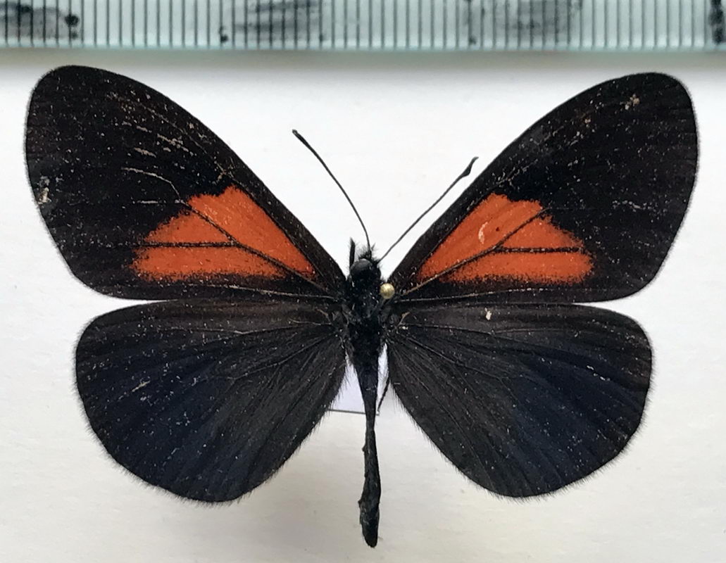    Actinote tenebrosa mâle  (Hewitson, 1868)