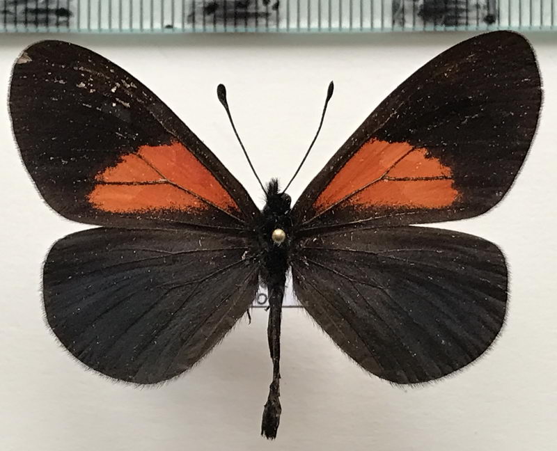    Actinote tenebrosa mâle  (Hewitson, 1868)