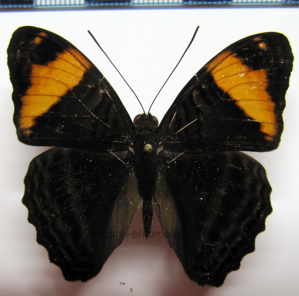 Adelpha boreas boreas  mâle   (A. Butler, 1866)                              