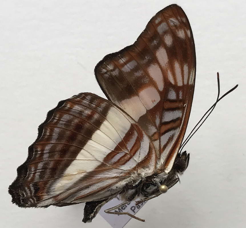  Adelpha capucinus mâle   (Walch, 1775)