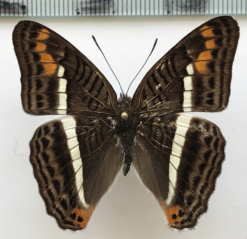  Adelpha corcyra aretina mâle Fruhstorfer, 1907
