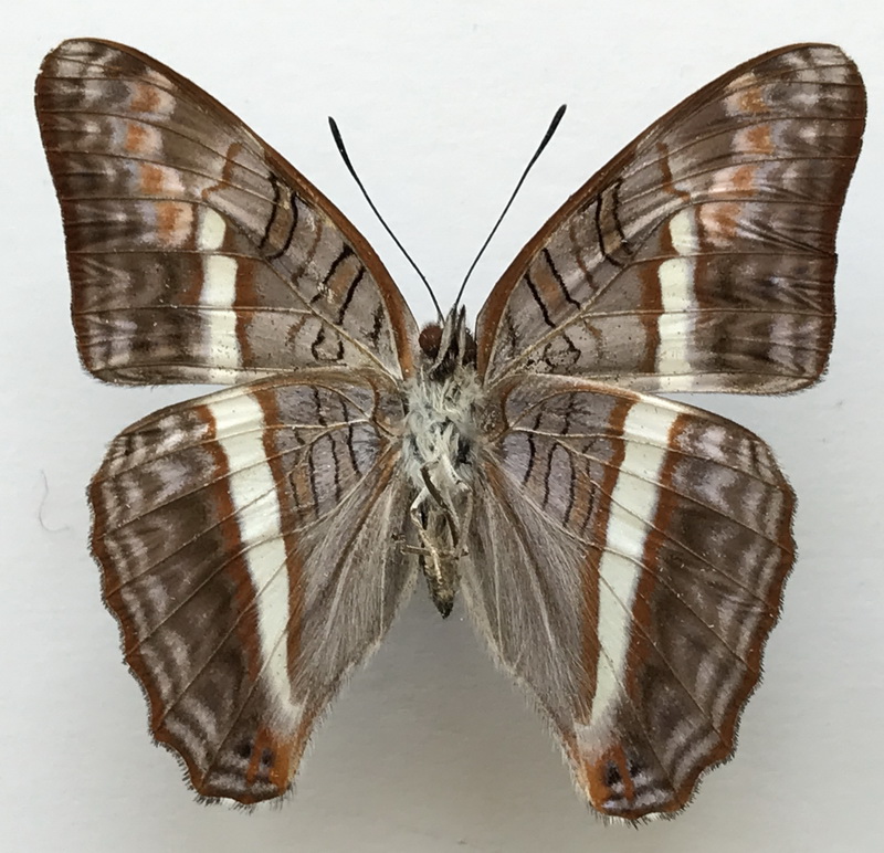   Adelpha corcyra aretina mâle Fruhstorfer, 1907