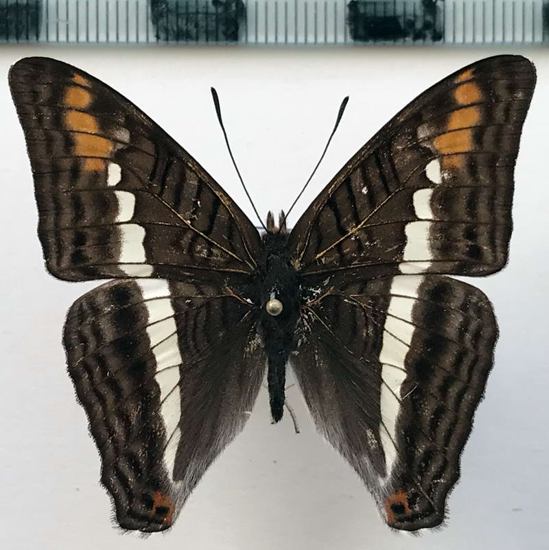  Adelpha corcyra aretina mâle  Fruhstorfer, 1907
