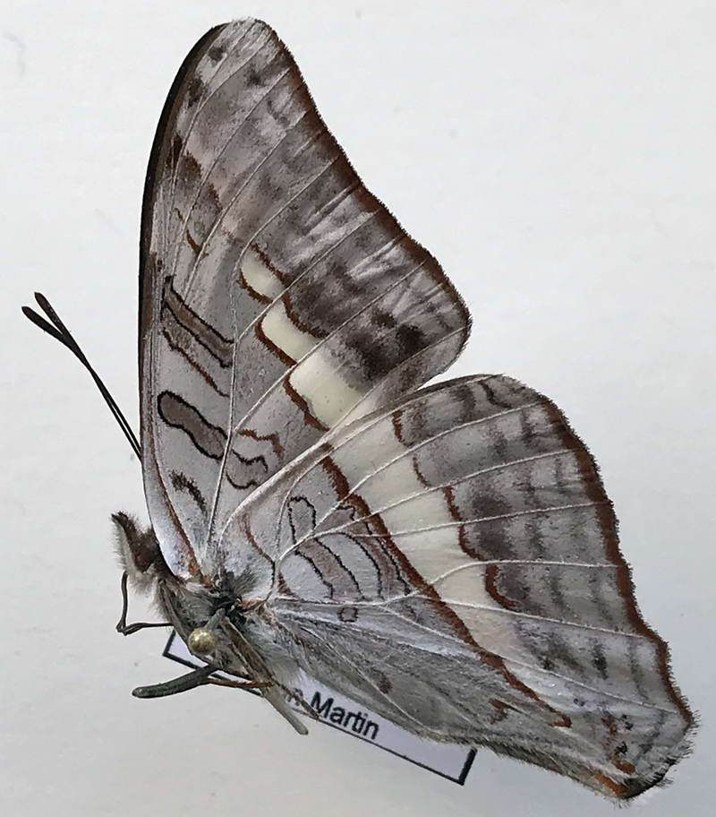  Adelpha corcyra aretina mâle  Fruhstorfer, 1907